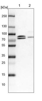 Lane 1: NIH-3T3 cell lysate (Mouse embryonic fibroblast cells)_br/_Lane 2: NBT-II cell lysate (Rat Wistar bladder tumour cells)