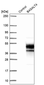 Western blot analysis in control (vector only transfected HEK293T lysate) and B4GALT4 over-expression lysate (Co-expressed with a C-terminal myc-DDK tag (~3.1 kDa) in mammalian HEK293T cells, LY403893).