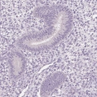 Immunohistochemical staining of human endometrium shows no positivity in glandular cells.