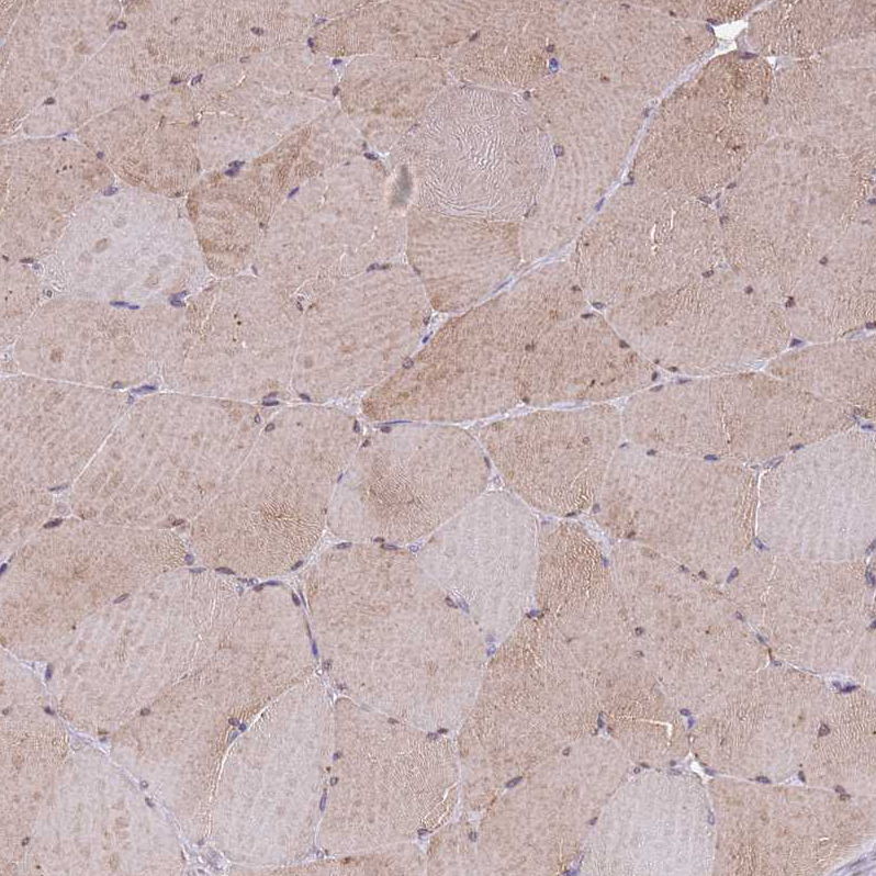 Anti-FAM89B Antibody