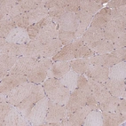 Anti-FAM89B Antibody