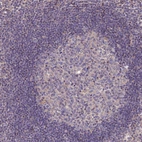 Immunohistochemical staining of human lymph node shows no positivity in germinal center cells as expected.