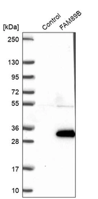 Western blot analysis in control (vector only transfected HEK293T lysate) and FAM89B over-expression lysate (Co-expressed with a C-terminal myc-DDK tag (~3.1 kDa) in mammalian HEK293T cells, LY407290).