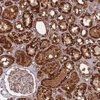Anti-ATP5S Antibody