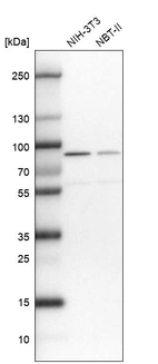 Western blot analysis in mouse cell line NIH-3T3 and rat cell line NBT-II.