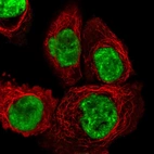Immunofluorescent staining of human cell line A-431 shows localization to nuclear speckles.