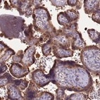 Immunohistochemical staining of human placenta shows strong nuclear and cytoplasmic positivity in trophoblastic cells.