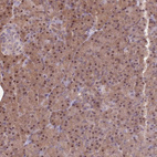 Immunohistochemical staining of human pancreas shows strong nuclear and cytoplasmic positivity in exocrine glandular cells.