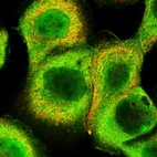 Immunofluorescent staining of human cell line A-431 shows localization to nucleoplasm, plasma membrane & cytosol.