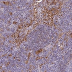 Immunohistochemical staining of human lymph node shows strong cytoplasmic positivity in non - germinal center cells.