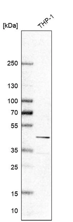 Western blot analysis in human cell line THP-1.