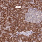 Anti-RPS10 Antibody