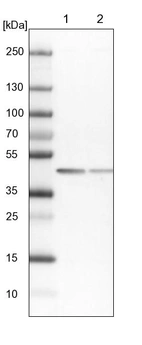 Lane 1: NIH-3T3 cell lysate (Mouse embryonic fibroblast cells)_br/_Lane 2: NBT-II cell lysate (Rat Wistar bladder tumour cells)
