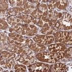Anti-SLC44A5 Antibody