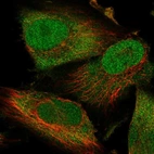 Immunofluorescent staining of human cell line U-251 MG shows localization to nucleus & cytosol.