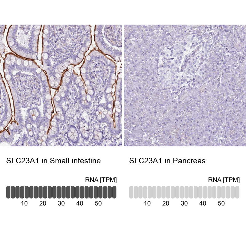 Anti-SLC23A1 Antibody