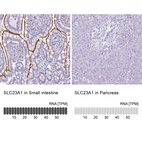 Anti-SLC23A1 Antibody