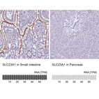 Anti-SLC23A1 Antibody
