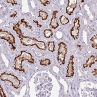 Immunohistochemical staining of human kidney shows moderate to strong positivity in apical membrane in cells in tubules.