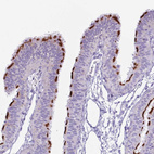 Immunohistochemical staining of human fallopian tube shows moderate to strong positivity in apical membrane of ciliated cells.