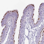 Immunohistochemical staining of human fallopian tube shows moderate to strong positivity in apical membrane of ciliated cells.