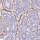 Anti-SLC23A1 Antibody