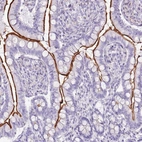 Immunohistochemical staining of human small intestine shows strong positivity in luminal membrane in glandular cells.