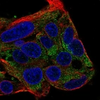 Immunofluorescent staining of human cell line Hep G2 shows localization to cytosol.