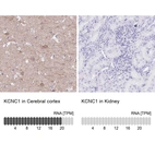 Anti-KCNC1 Antibody