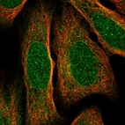 Immunofluorescent staining of human cell line U-2 OS shows localization to nucleus, nuclear membrane & cytosol.