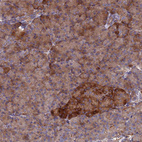 Immunohistochemical staining of human pancreas shows moderate to strong cytoplasmic positivity in islets of Langerhans.
