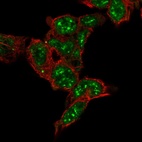 Immunofluorescent staining of human cell line HEK 293 shows localization to nuclear speckles.