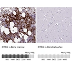 Anti-CTSG Antibody