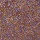 Anti-WASHC2A Antibody