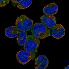 Anti-NLRC3 Antibody