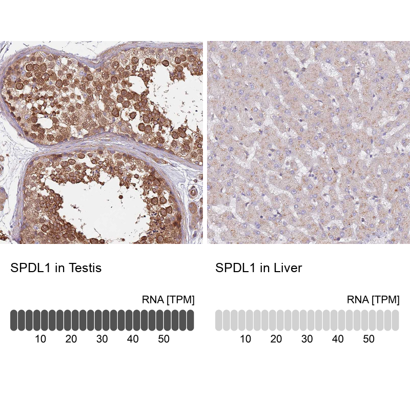 Anti-SPDL1 Antibody