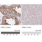 Anti-SPDL1 Antibody