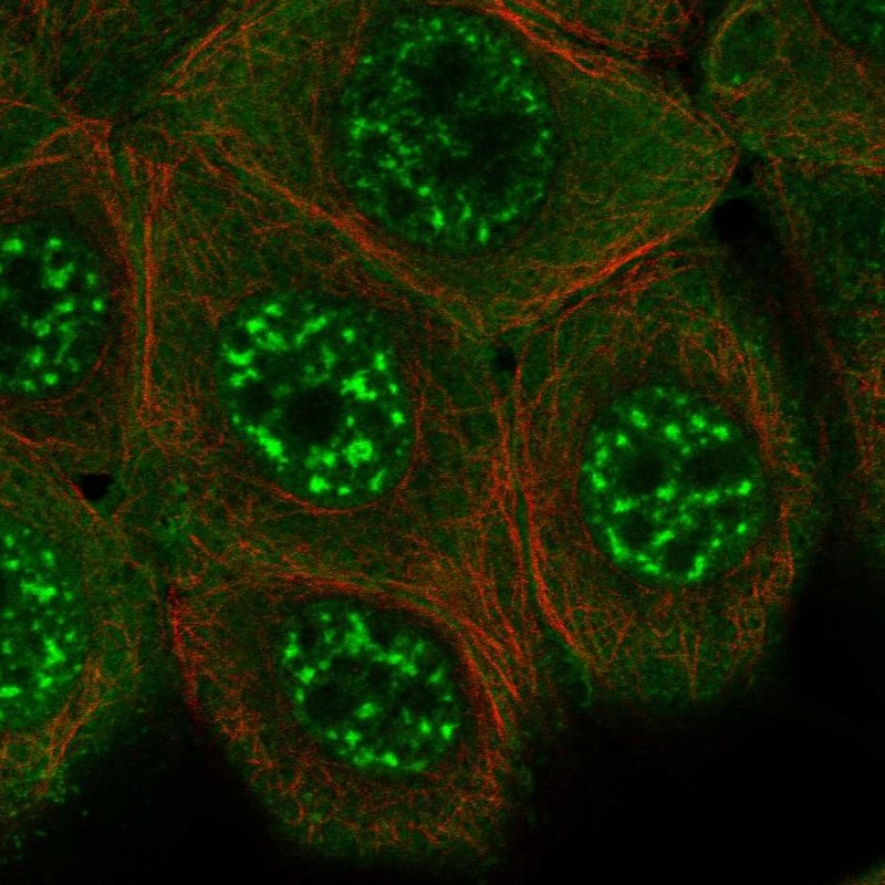 Anti-KIAA1328 Antibody