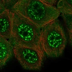 Anti-KIAA1328 Antibody