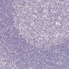 Immunohistochemical staining of human tonsil shows low expression as expected.