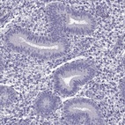 Immunohistochemical staining of human endometrium shows low expression as expected.