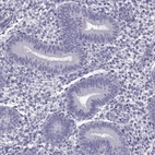Immunohistochemical staining of human endometrium shows low expression as expected.