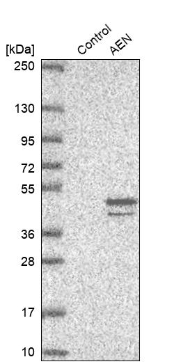 Anti-AEN Antibody