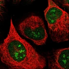 Immunofluorescent staining of human cell line U-2 OS shows localization to nucleus & nucleoli.