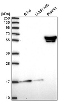 Anti-ZNF317 Antibody