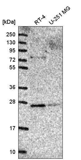Anti-GOSR2 Antibody
