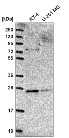 Anti-GOSR2 Antibody
