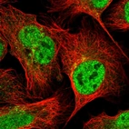 Immunofluorescent staining of human cell line U-2 OS shows localization to nucleoplasm & the Golgi apparatus.