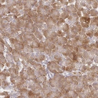 Immunohistochemical staining of human pancreas shows strong cytoplasmic positivity in exocrine glandular cells.