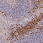 Immunohistochemical staining of human lymph node shows strong cytoplasmic positivity in non-germinal center cells.
